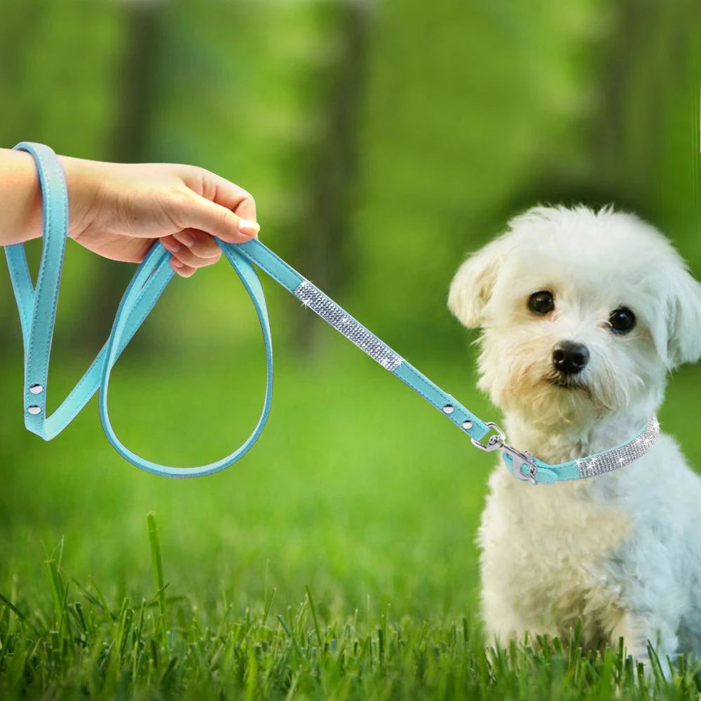 leash collar  - pet shop - pet store - pet store near me